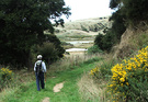 Track To Wetlands