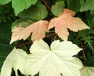 Variegated Leaf Maple