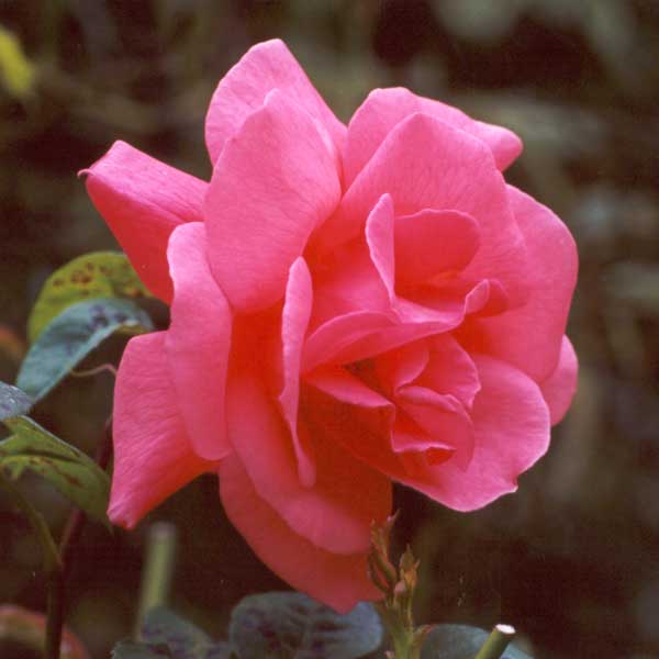 another-unknown-pink-rose.jpg