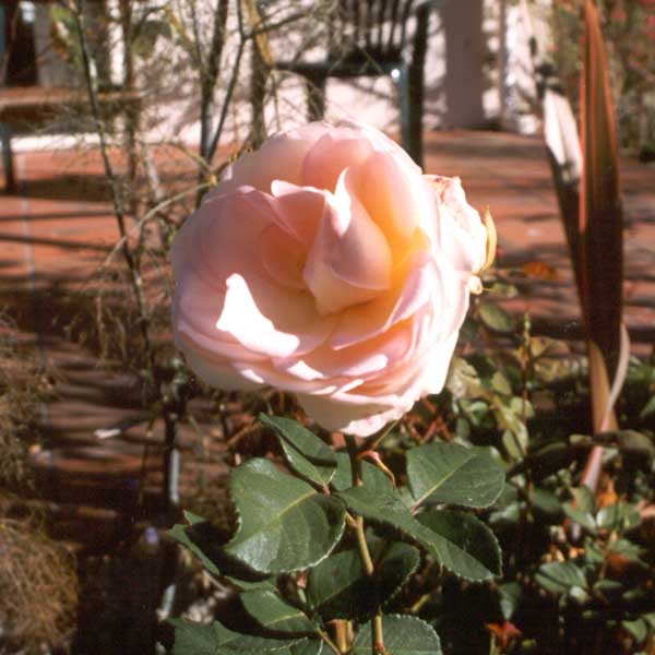compassion patio garden rose