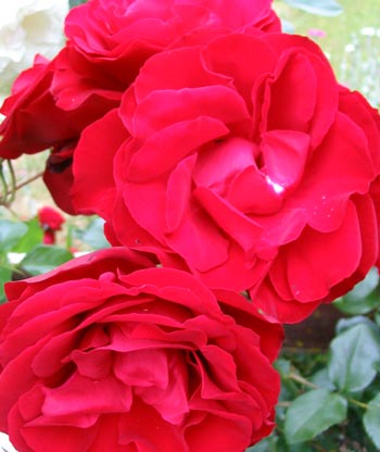 red rose flowers. dublin bay rose flowers