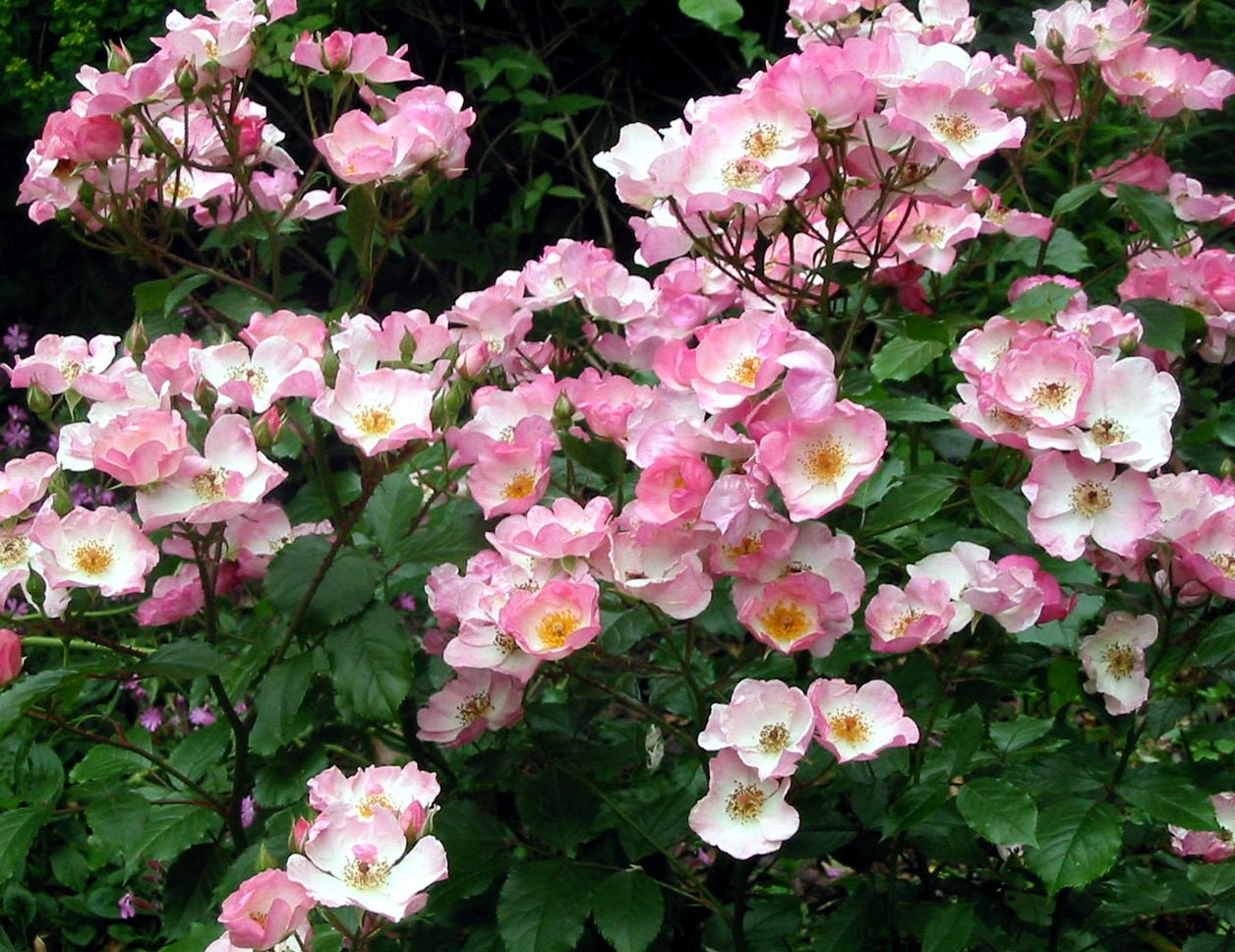 pink-rose-rosy-cushion.jpg