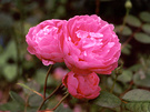 Pink Rose David Austin
