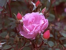 Pink Rose Gertrude Jeckyll
