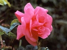 Tea Rose Pink