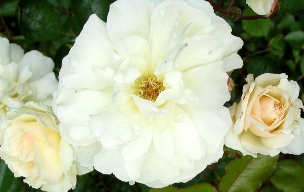 white rose flowers. prosperity white rose
