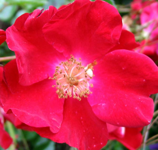 flowers roses. red flower carpet rose