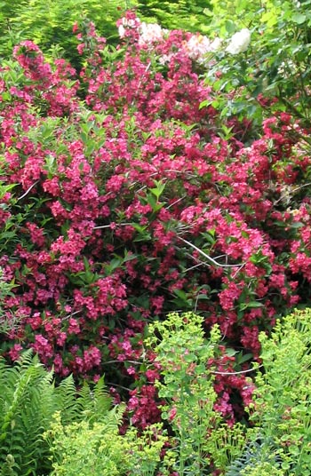 Weigela Florida Variegata Slubne Suknie Info