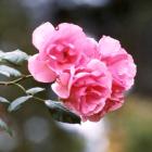 Bantry Bay Pink Rose