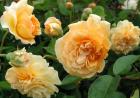 Buff Beauty Rose Flower