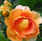 Charles Austin Rose Flower