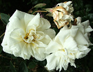 Alberic Barbier Roses
