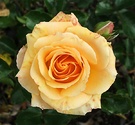 Apricot Scentasia Rose