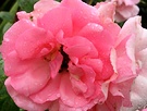 Bantry Bay Pink Roses