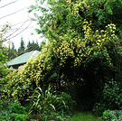 Big Yellow Rose Banksia
