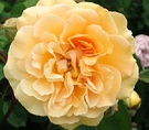 Buff Beauty Closeup Rose