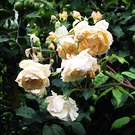 Buff Beauty Rose