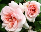 Cecil Brunner Flower Rose