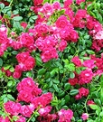 Cerise Rambler Rose