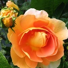 Charles Austin Rose Flower