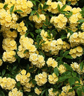 Close Banksia Rose