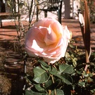 Compassion Patio Garden Rose