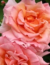 Compassion Rose Petals