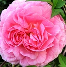 Constance Spry Rose