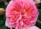 English Elegance Rose