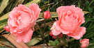 Flax Peach Roses