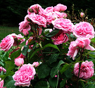 Gertrude Rose Pink