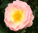 Ghislaine Flower Rose