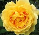 Golden Celebration Rose Flower