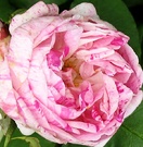 Honorine Brabant Striped Rose