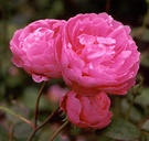 John Clare Pink Rose