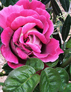 Kronenburg Leaf Rose