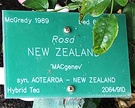 Label Aotearoa Rose