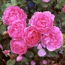 Lavender Lassie Pink Rose