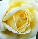 Lemon Rose Flower