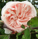 Malmaison Souvenir Rose
