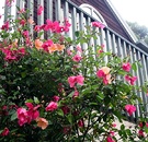 Mutabilis Rose House