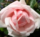 New Dawn Rose Flower