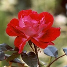 Old Master Rose
