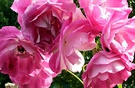 Pink Iceberg Roses
