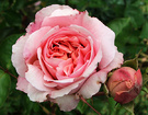 Pink Short Rose
