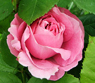Pretty Mary Rose