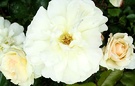 Prosperity White Rose