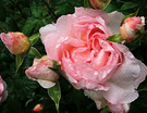 Rainy Rose Sharifa