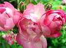 Raubritter Pink Rose