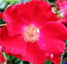 Red Flower Carpet Rose